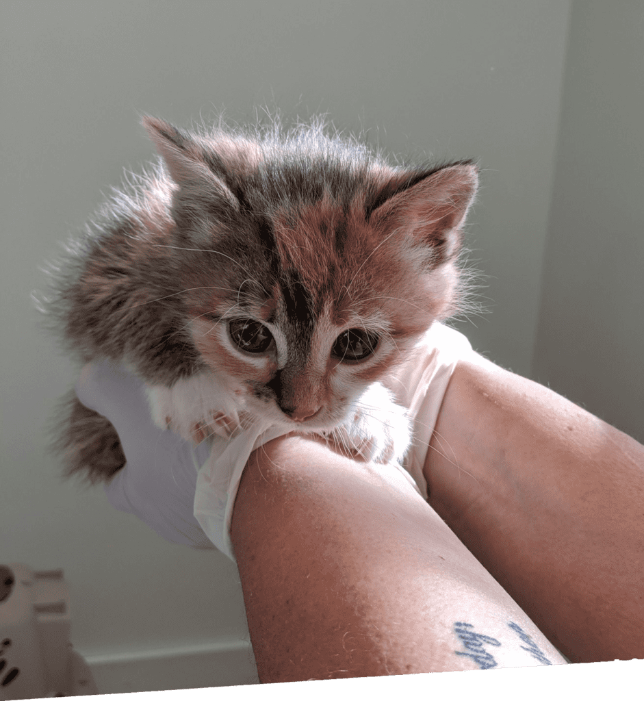 Tiny Kitten In Hands