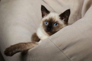 Balinese Cat, Kitten With Blue Eyes Is Lying On Bag Chair
