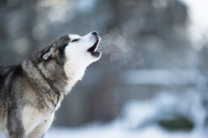 A Close Up Of A Howling Husky Dog In The Winter