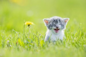 Kitten Running Through The Grass Stock Photo