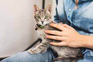 Grey Kitten With Green Eyes Sitting On Owner's Lap