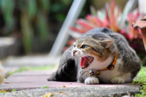 Feline Leukemia: Symptoms and Treatments for Cats in Rye, NH