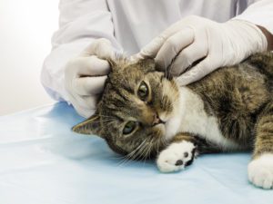 What You Need to Know about Ringworm in Cats in Rye, NH
