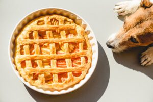 holiday foods dangerous for pets in rye, nh