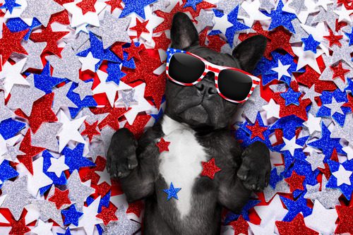 dog-wearing-american-flag-sunglasses-laying-on-red-white-and-blue-stars