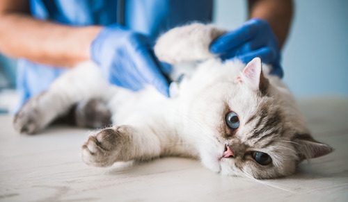 vet-examining-cat-at-clinic