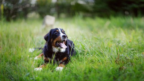 dog-laying-in-grass-panting